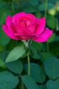 Hot pink colored tea rose bloom in Boise, Idaho, USA.