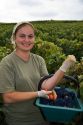 Workers hand harvest grapes from a vineyard near Epernay in the Champagne province of northeast France.