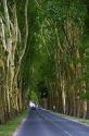 Tree lined road near the commune of Damery in the Champagne province of northeast France.