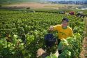 Workers hand harvest grapes from a vineyard in the Champagne province of northeast France.
