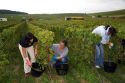 Pickers hand harvest grapes from a vineyard near Chouilly in the Champagne province of northeast France.