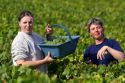 Workers hand harvest grapes from a vineyard near the city of Chalons-en-Champagne in northeast France.