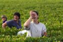 Workers hand harvest grapes from a vineyard near the city of Chalons-en-Champagne in northeast France.