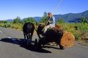 Oxen haul a cart carrying a large log near Antuco, Chile.