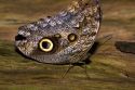 Owl butterfly in the Veragua Rainforest near Limon, Costa Rica.