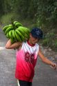 Costa Rican boy carrying a newly harvested bunch of bananas near Siquirees, Limon province, Costa Rica.
