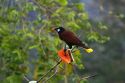 Male Montezuma Oropendola tropical icterid bird in the Arenal Volcano National Park near La Fortuna, San Carlos, Costa Rica.