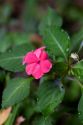 Impatien flowering plants grow in the Arenal Volcano National Park near La Fortuna, San Carlos, Costa Rica.