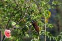 Male Montezuma Oropendola tropical icterid bird in the Arenal Volcano National Park near La Fortuna, San Carlos, Costa Rica.
