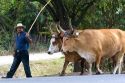 Costa Rican farmer guides a team of oxen near Belen, Costa Rica.