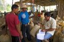 Costa Rican workers weigh bags of teak seed pods at a plantation near Tamarindo, Costa Rica.