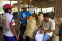 Costa Rican workers weigh bags of teak seed pods at a plantation near Tamarindo, Costa Rica.