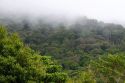 Mist hanging over the Monteverde Cloud Forest Preserve at Monteverde, Costa Rica.