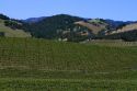 Vineyard in Sonoma Valley, California, USA.