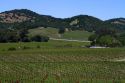 Vineyard in Sonoma Valley, California, USA.