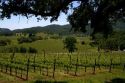 Vineyard in Sonoma Valley, California, USA.