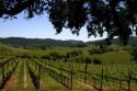 Vineyard in Sonoma Valley, California, USA.