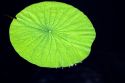 Water lily pad in Florida.
