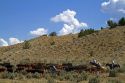 Cowboys on a cattle drive in the desert near Cuba, New Mexico, USA.