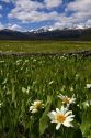 White rayed mule's ear wildflowers growing in a meadow near Stanley, Idaho, USA.