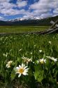 White rayed mule's ear wildflowers growing in a meadow near Stanley, Idaho, USA.