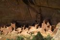 Mesa Verde National Park located in Montezuma County, Colorado, USA.