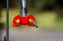 Calliope Hummingbird drinking from a feeder in Boise, Idaho, USA.