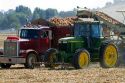 Yellow onion harvest in Canyon County, Idaho, USA.