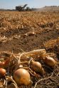 Yellow onion harvest in Canyon County, Idaho, USA.