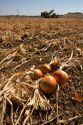Yellow onion harvest in Canyon County, Idaho, USA.