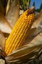 Ripe feed corn on the cob in Canyon County, Idaho, USA.