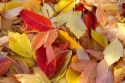 Colorful autumn leaves on the ground in Boise, Idaho, USA.