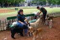 Dog walkers in Buenos Aires, Argentina.
