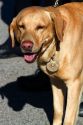 Police dog used for sniffing bombs and drugs, wearing a collar badge in Boise, Idaho, USA.