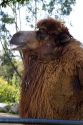 Bactrian Camel at the San Diego Zoo located in Balboa Park, California, USA.
