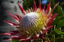 King Protea tropical flower at the San Diego Zoo located in Balboa Park, California, USA.