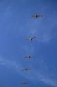 Brown pelicans flying in the sky.