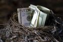 A bird nest full of american money.