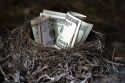 A bird nest full of american money.