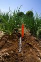 Drip irrigation system installed in a commercial onion field in southwest Idaho, USA.