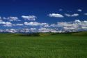 Wheat field near Ashton, Idaho, USA.