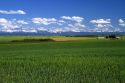 Wheat field near Ashton, Idaho, USA.