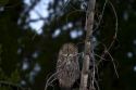 Great Grey Owl in Yellowstone National Park, USA.