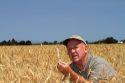 Farmer checking wheat crop for harvest time in Canyon County, Idaho, USA. MR