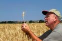Farmer checking wheat crop for harvest time in Canyon County, Idaho, USA. MR