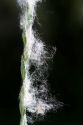 The seeds of a cottonwood poplar tree in Boise, Idaho, USA.
