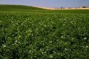 Potato crop east of Idaho Falls, Idaho, USA.