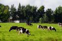 Dairy cows and farm near Taylor County, Wisconsin, USA.