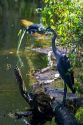 Great Blue Heron and American Alligator in the Florida everglades.