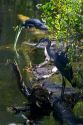 Great Blue Heron and American Alligator in the Florida everglades.
